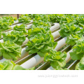 NFT Hydroponic Channel Hydroponic Greenhouse Equipment